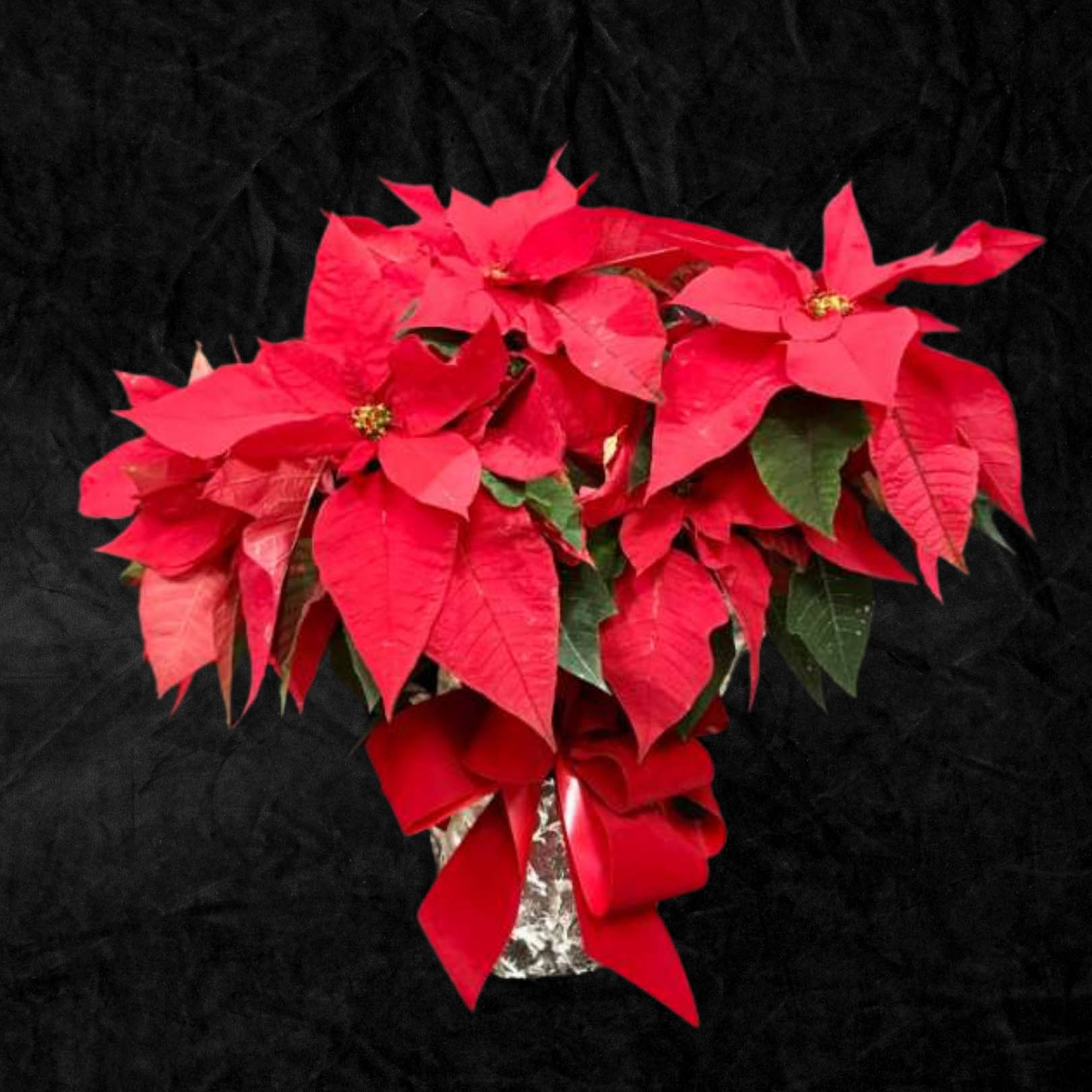 Seasonal selections - 28