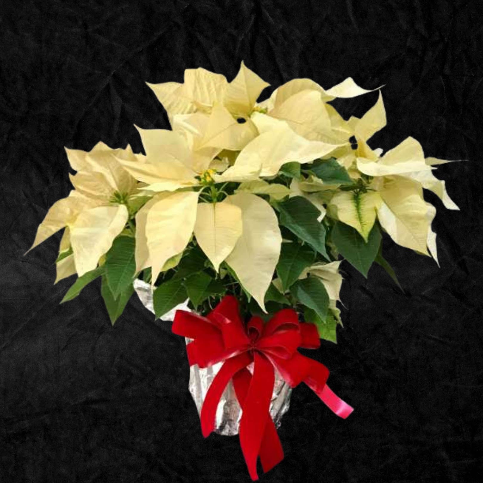 Seasonal selections - 30