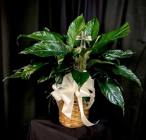 Peace Lilly